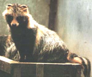A zoo photograph of a real tanuki, a small member of the wild dog family that looks more like a raccoon or badger. Photo copyright holder is not known to the author of this website.